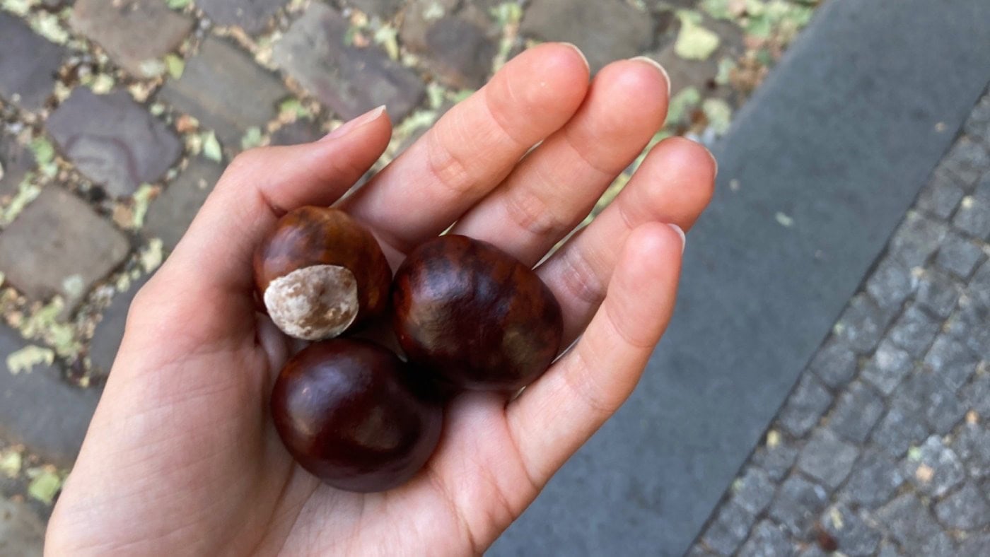 Kaštany jsou jedním ze symbolů podzimu.